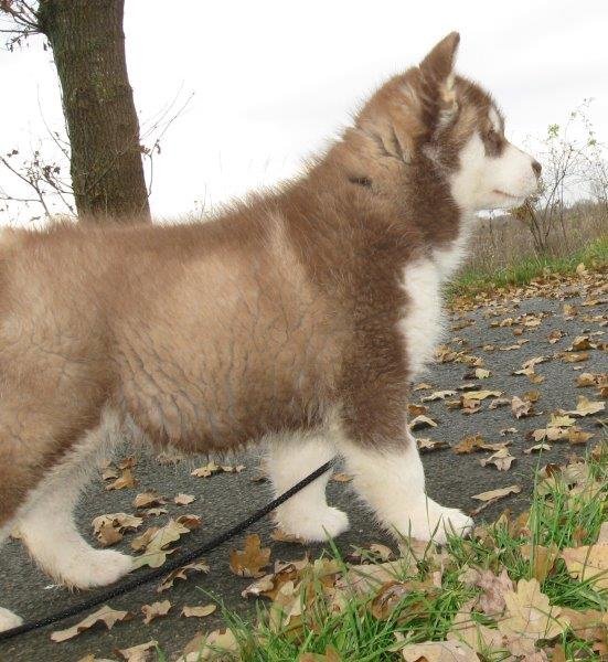 Danko 9 Wochen 2 031